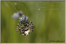 araignée épeire (87)